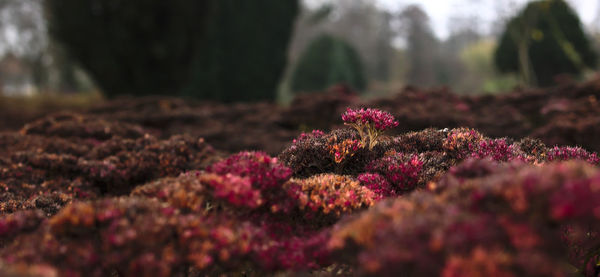 Close-up of pink flowering plant on field