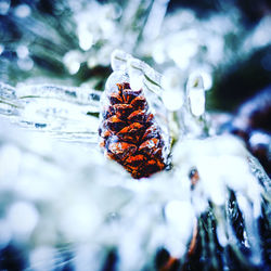 Close-up of snow on plant