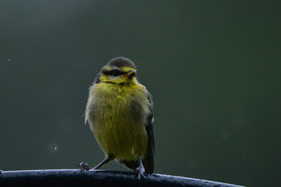 Close-up of bird perching