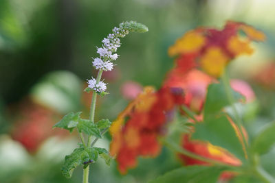 Yellow, orange and red flower lantana camara- beautiful flowering plant.