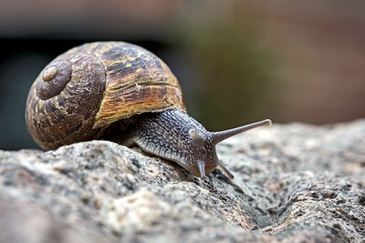 Close-up of snail on rock