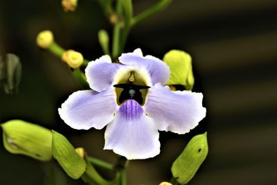 High angle view of insect on purple flower