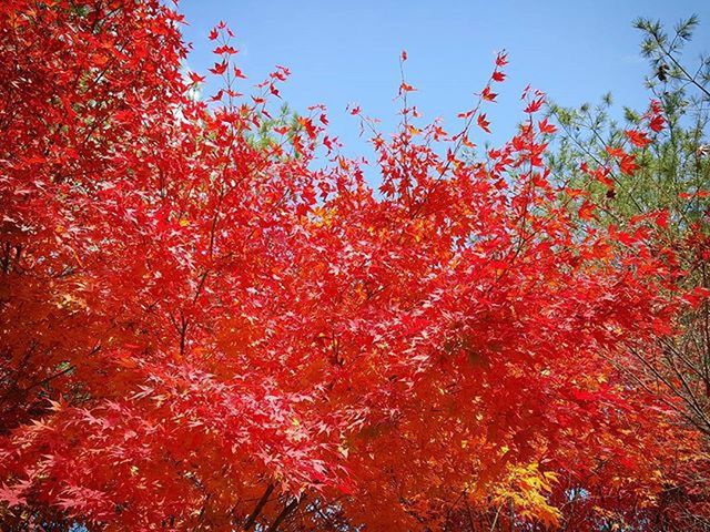 tree, autumn, change, growth, red, beauty in nature, clear sky, season, nature, low angle view, tranquility, branch, flower, day, sky, outdoors, orange color, no people, leaf, scenics