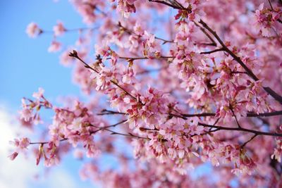 Low angle view of cherry blossoms in spring