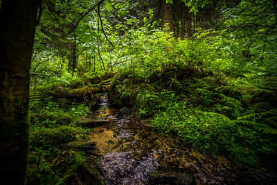 View of trees in forest