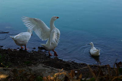 Birds flying over lake