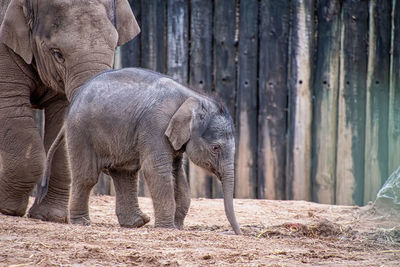 View of elephant in zoo