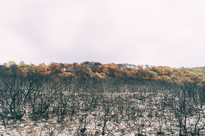 Scenic view of trees on field against sky during autumn