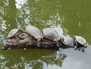 High angle view of turtle in lake