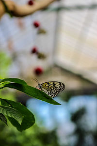 Butterfly on plant