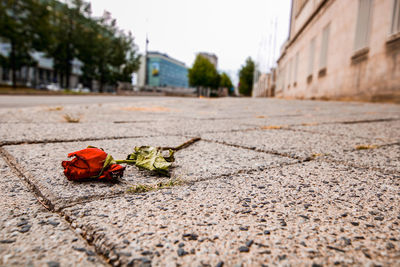 Surface level of dry leaves on footpath in city