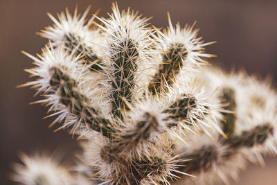 Close-up of cactus plant