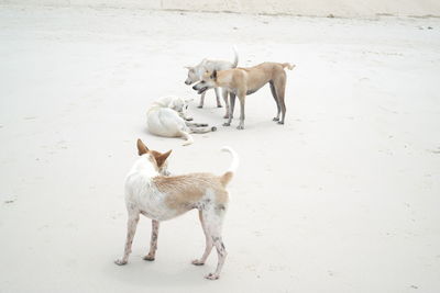 View of two horses on land
