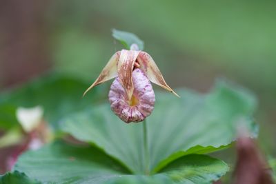 Close-up of pink flower