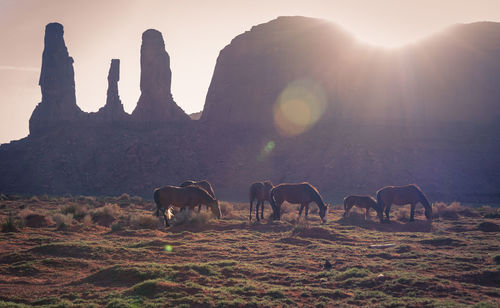 Horses on a field