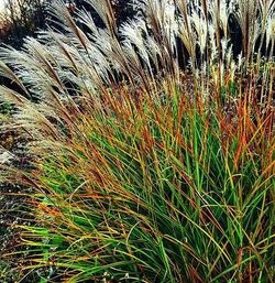 Full frame shot of grass