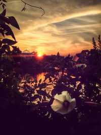 Close-up of flowers blooming against sky during sunset