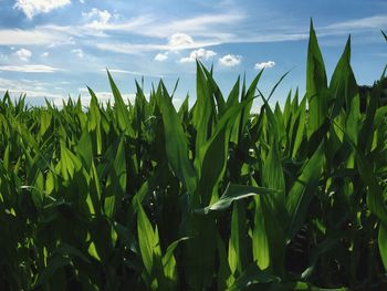 View of plants growing in field