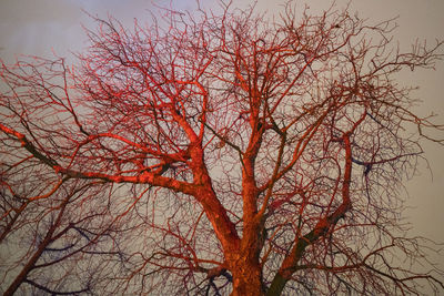 Low angle view of bare tree during autumn