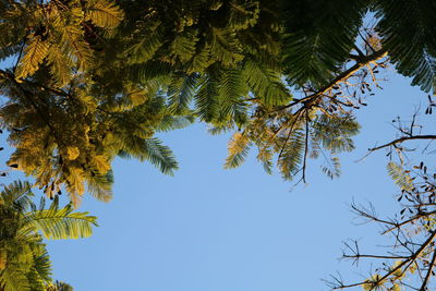 Low angle view of tree against clear blue sky