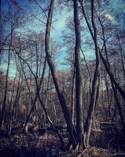 Low angle view of bare trees against sky