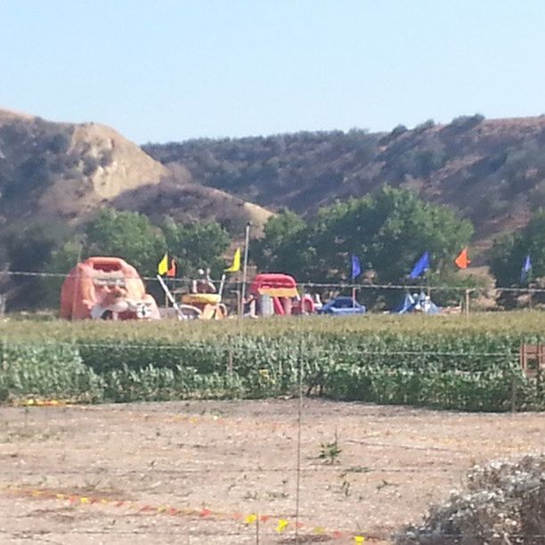 Live Oak Pumpkin Patch