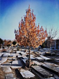 Autumn leaves on tree trunk