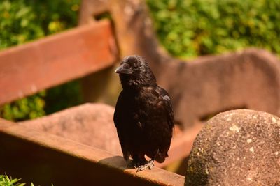 Close-up of bird perching on rock