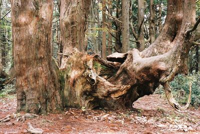 tree
