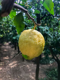 Close-up of fruit on tree