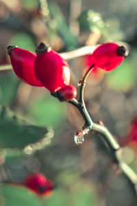 Close-up of red flowering plant