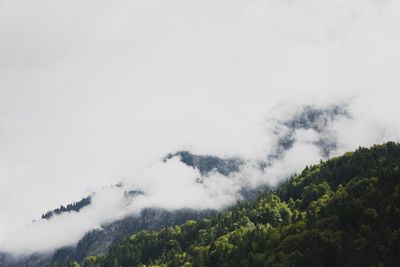 Low angle view of trees against sky