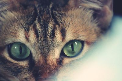 Close-up portrait of cat
