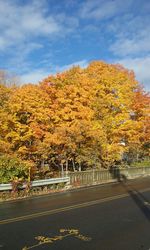 Road passing through autumn trees