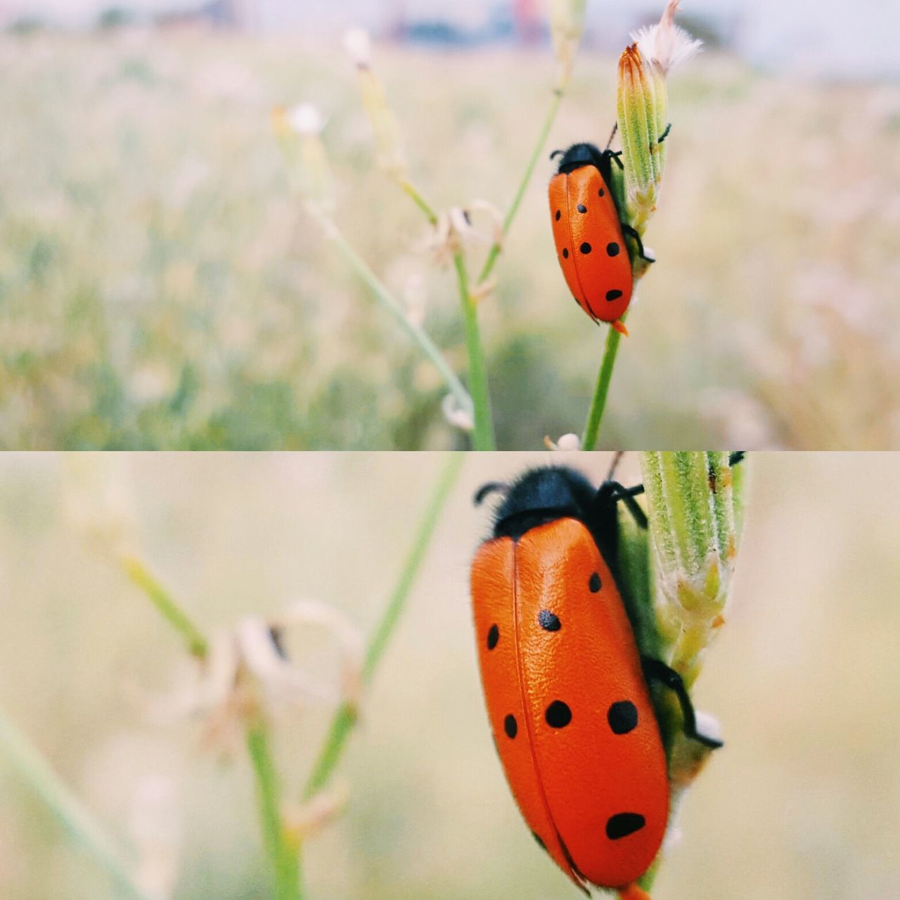 CLOSE-UP OF LADYBUG PERCHING ON LEAF