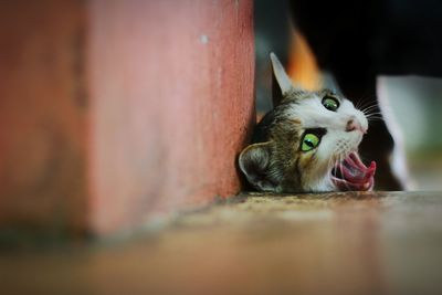 Close-up of a cat