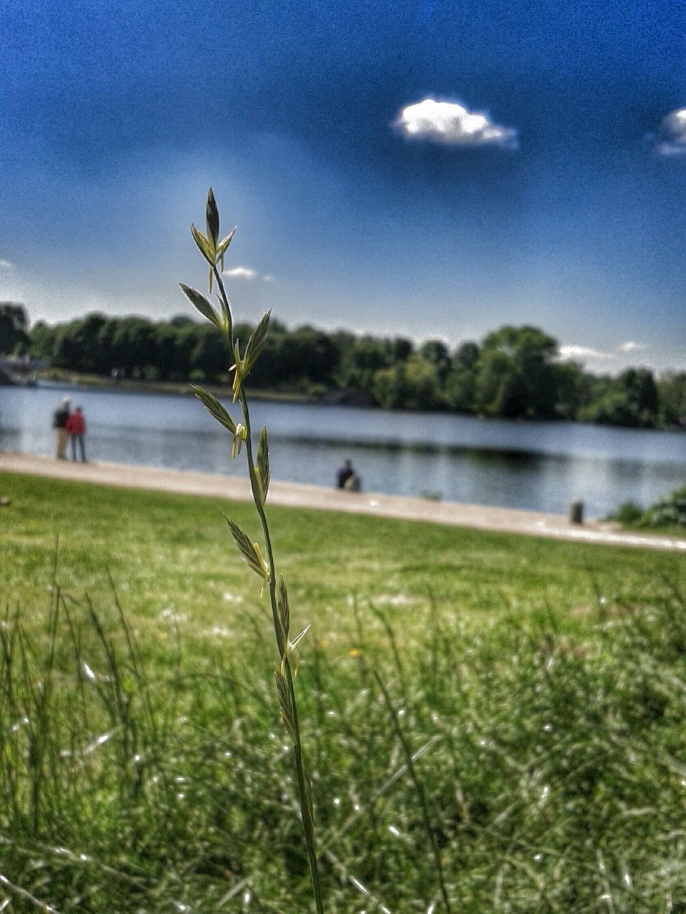 water, sky, growth, grass, tranquility, nature, lake, tree, tranquil scene, green color, beauty in nature, plant, focus on foreground, scenics, cloud - sky, day, cloud, outdoors, green, field