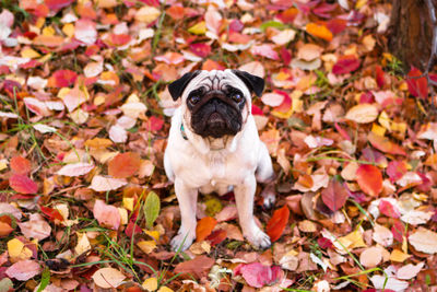 A small pug dog in autumn forest on a walk. portrait of a dog on red and orange dry foliage.
