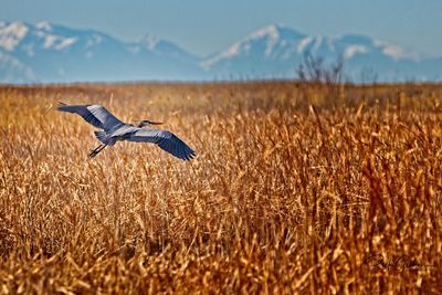 Bird flying over a field