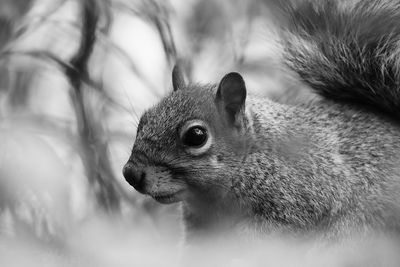 Close-up of squirrel