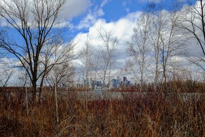 Bare trees on field against sky