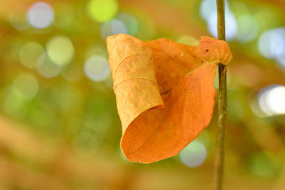 Close-up of autumnal leaves against blurred background