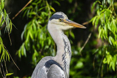 Grey heron at sun in the meadow