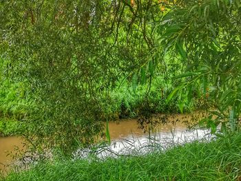 Plants growing on field by lake
