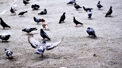 High angle view of birds