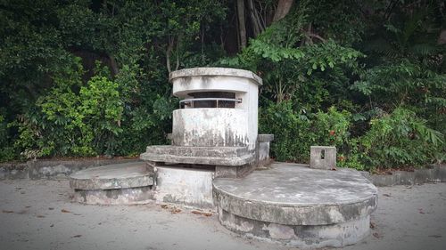 Plants growing on tree trunk