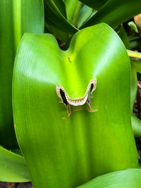 Close-up of insect on green leaf