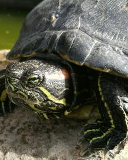 Close-up of tortoise