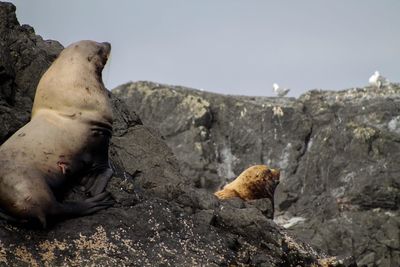 Close-up of sheep on rock against sky