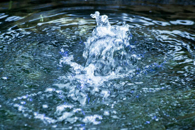 High angle view of turtle in water